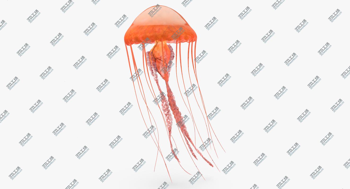 images/goods_img/2021040234/Jellyfish 01/3.jpg